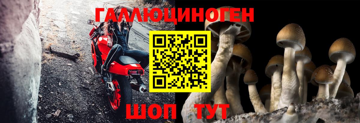 Галлюциногенные грибы Psilocybe  Вход с VPN  Пушкино 